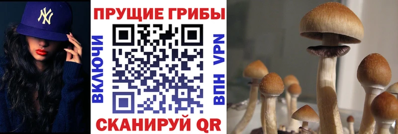 Псилоцибиновые грибы ЛСД  где можно купить   Дмитриев 